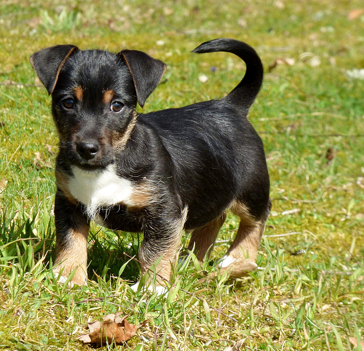 short-coated black, brown, and white puppy on grass during daytime