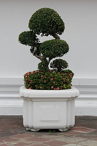 green bonsai plant on white pot