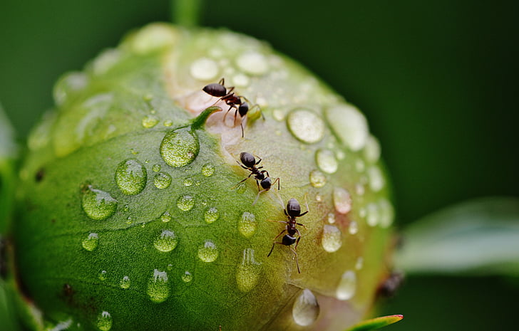 shallow focus photo of three black ants