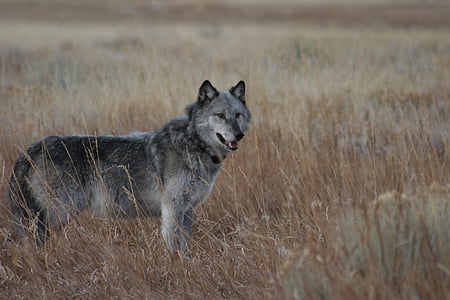gray and white wolf standing on withered grass field