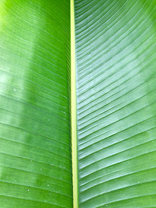 close up photo of green leaf