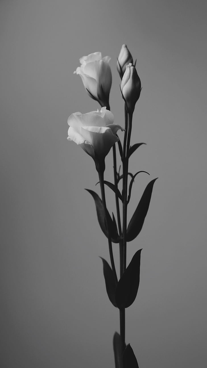 art, beautiful, black and white, blooming, blossom, bright