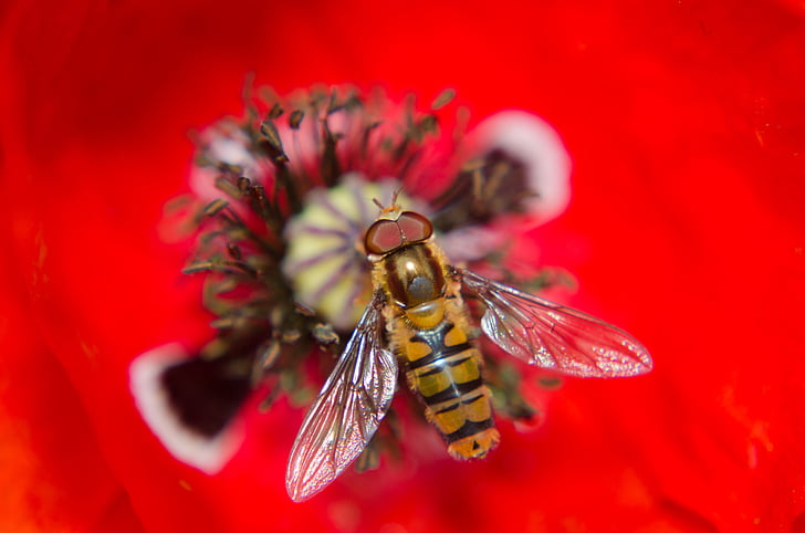 close up photo of brown hoverfly perched on flower