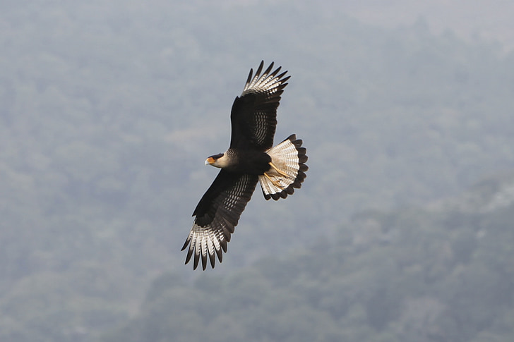 Northern crested caracara bird flying during daytime