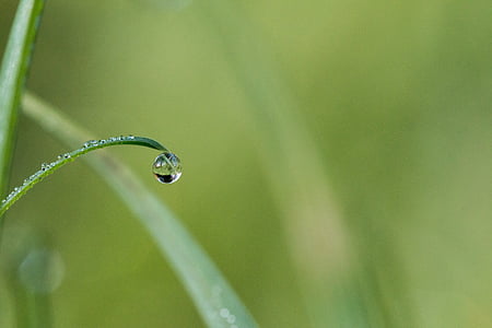 shallow focus photography of water dew on leaf