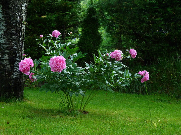 pink peonies in bloom at daytime
