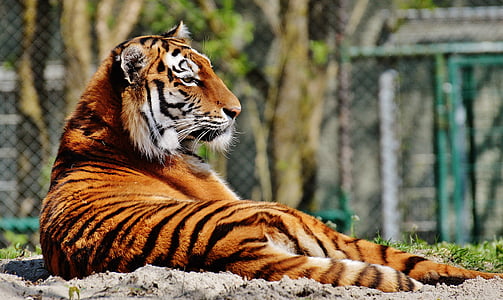 selective focus photo of orange tiger during daytime