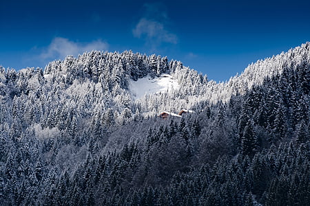 snow covered trees and house under blue sky
