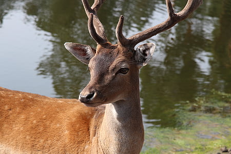 closeup photo of deer
