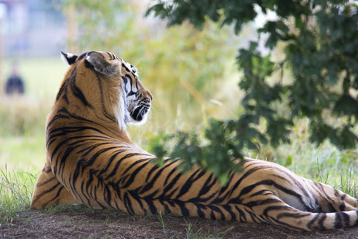 Bengal tiger lying on ground during daytime