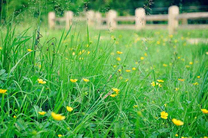 yellow flower meadow beside brown wooden fence