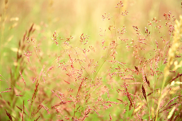 selective focus photography of brown grasses