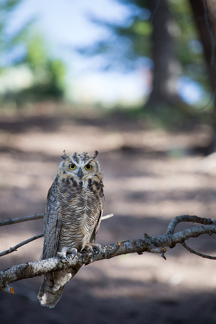 selective focus photo of brown owl perching on branch