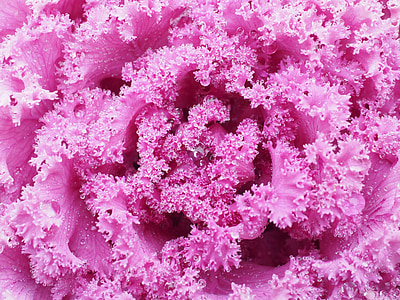 macro photography of pink substance