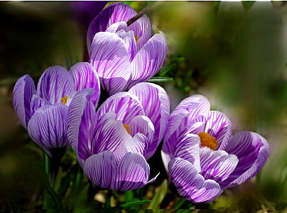 purple petaled flowers in bloom