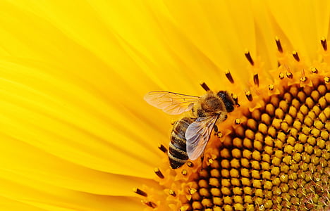 close up photography of honey bee on yellow sunflower