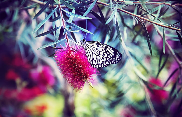paper kite butterfly perching on pink flower in close-up photography