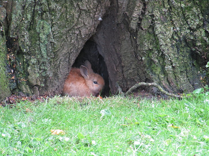 brown rabbit hiding under tree