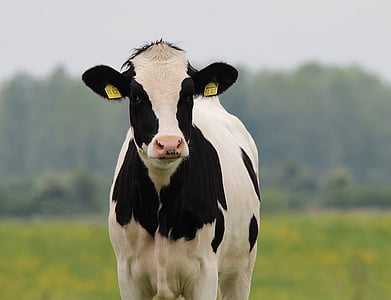 white and black cow