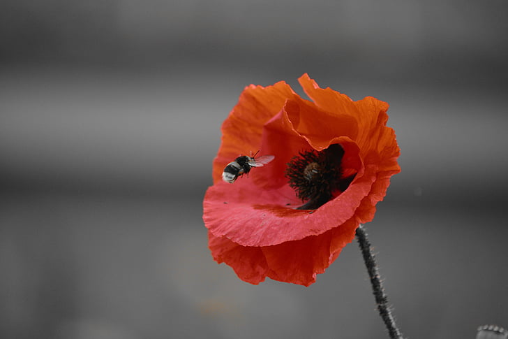 bee hovering over the red poppy flower