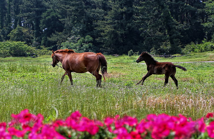 two brown horses galloping on grass field