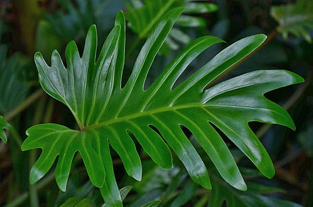 photo of green leaf