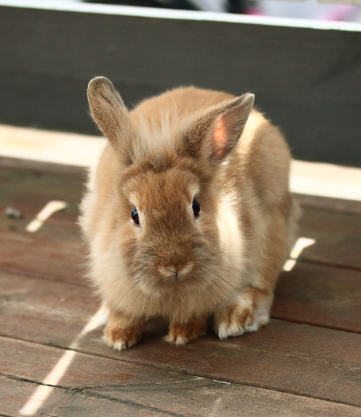 brown rabbit on table