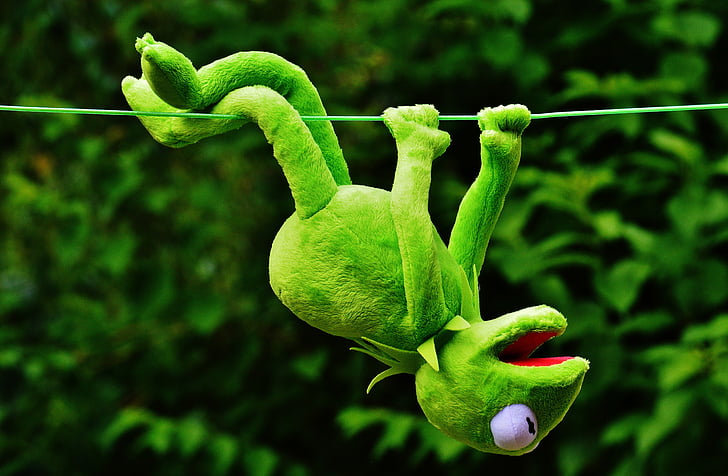 59 Royalty-Free Kermit Photos, sorted by aesthetic score | PickPik