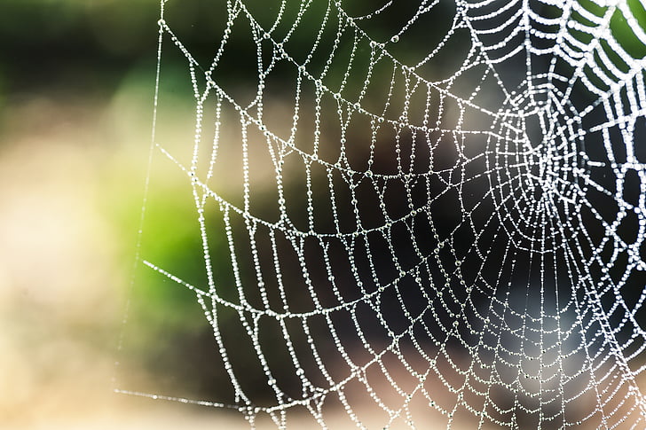 spider web in macro photography