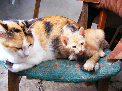 white, orange, and black calico cat and kitten on blue fabric chair