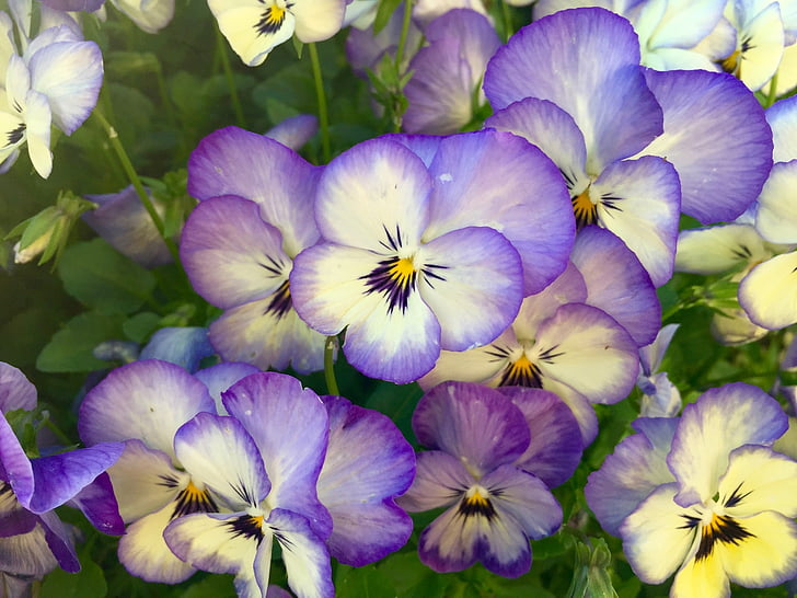 purple flower s