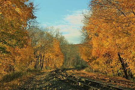 rail track between yellow trees
