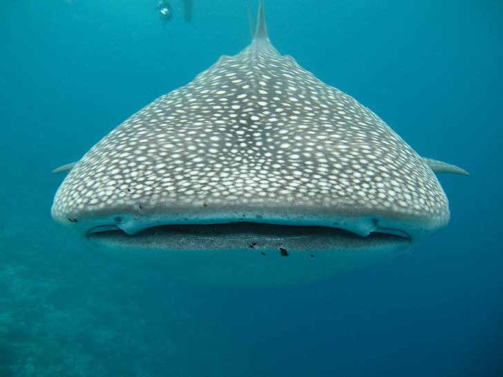 gray and white whale shark in body of water