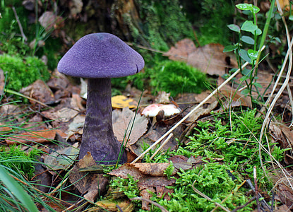 purple mushroom surrounded by plants