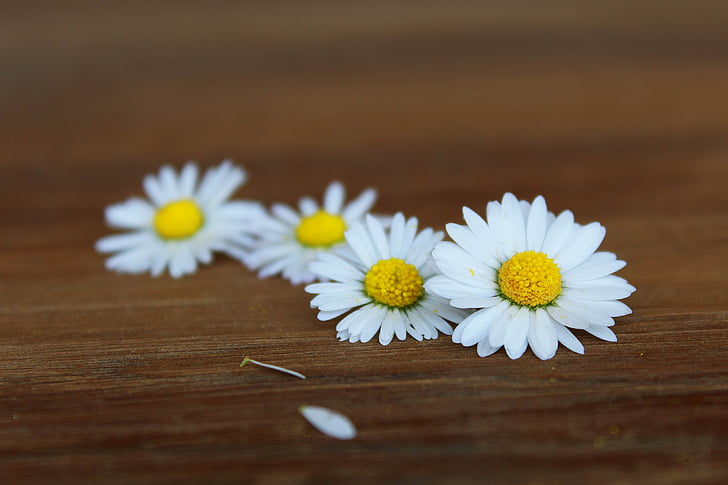 selective focus photography of white-and-yellow flowers
