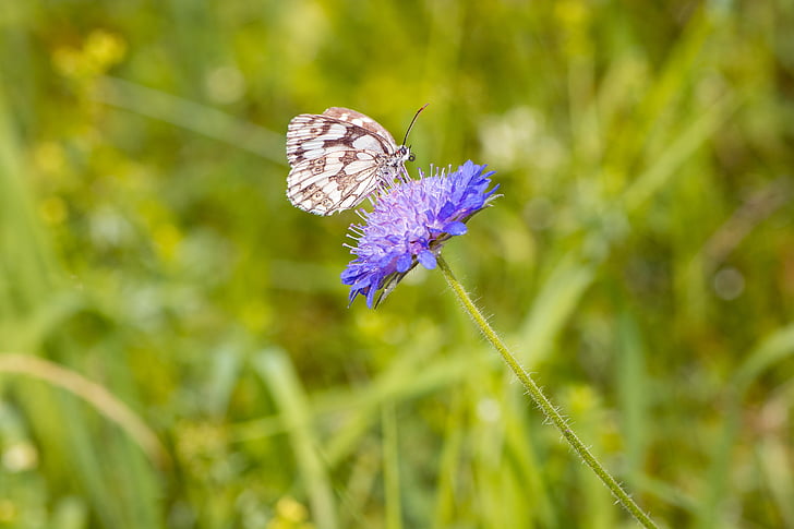 white and black butterfly on purple flower during daytime