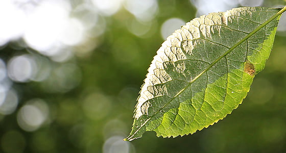 tilt shift lens photography of green leaf during daytime