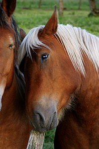 selective focus photography of brown horses
