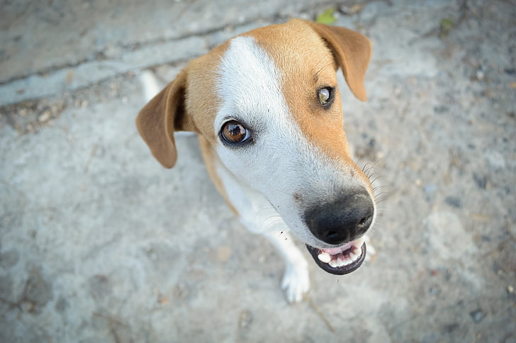 short-coat white and brown dog in close-up photography