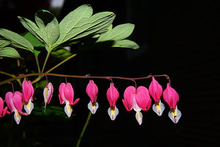 pink flowering plant