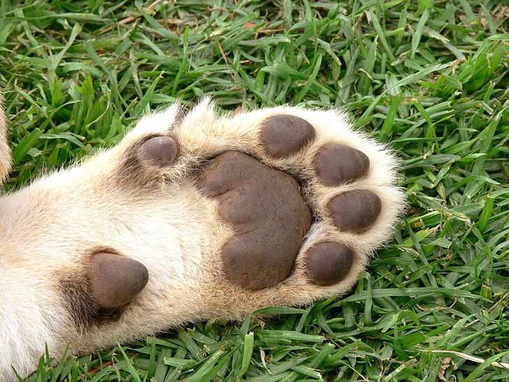 dog paw on grass