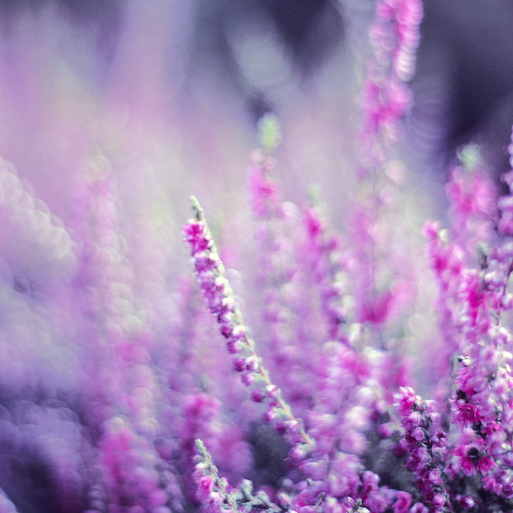 bokeh photography of purple flowers