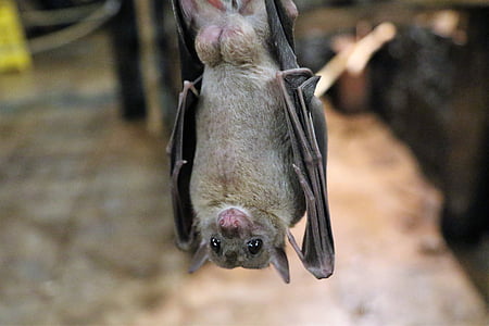 gray fruit bat