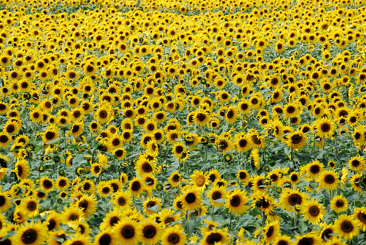 sunflower field in bloom at daytime