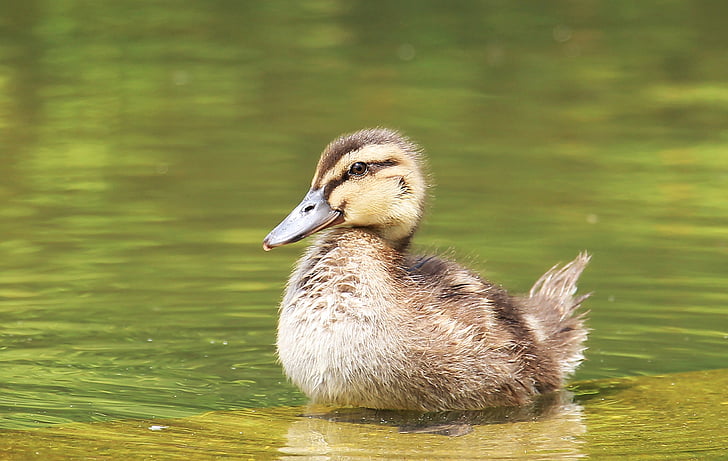 shallow focus photography of brown duckling on body of water