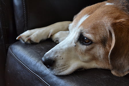 adult brown, black, and white beagle on sofa