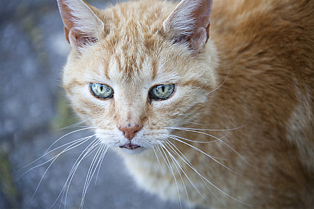 shallow focus photography of orange tabby cat