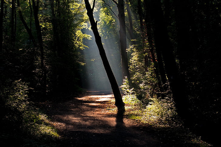 pathway in the forest during day