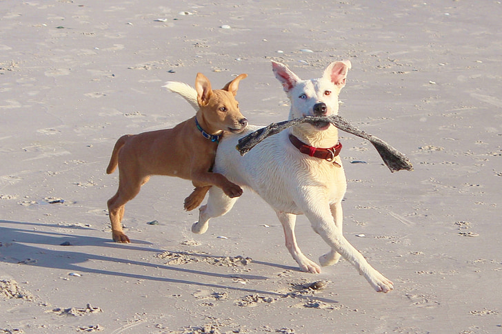 two short-coated tan and white dog walking on seashore