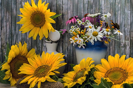 sunflower and daisy flowers